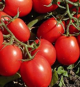 Pomodoro, rese in calo del 15%. Il prezzo della grande siccità