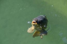 Pesce, la siccità colpisce la produzione