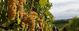Vendemmia: calano i volumi, ma sulla qualità vince chi ha lavorato bene in vigna