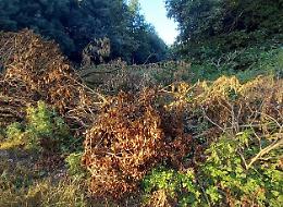 Discarica selvaggia: tagliano rami e li abbandonano, multati