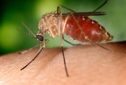 West Nile: undici casi in Lombardia, quattro sono gravi