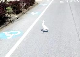 Garzetta bianca accasata all'ospedale di Cremona