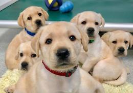Solo in due settimane  abbandonati mille cuccioli