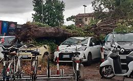 Muore travolta da un albero per salvare una senzatetto