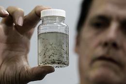West Nile, trovate zanzare positive in provincia