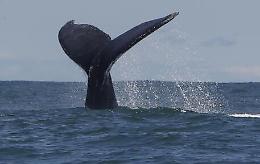 Nuova Zelanda: barca contro una balena, 2 morti e 3 dispersi