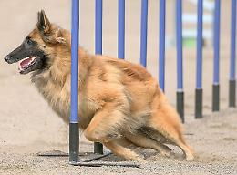 A PetsFestival c'è «Cremona Maradog»
