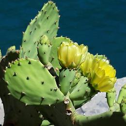 Il Fico in Fiore. Mostra fotografica di Anna Maccabelli