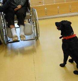 Disabilità, una palestra per la Pet Therapy