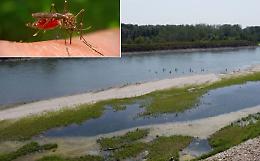 West Nile: è ancora allerta, sul Po le zanzare «positive»