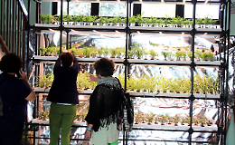 Scuola sempre più ecologica grazie alla serra idroponica