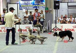 Petsfestival 2022 pronta al gran debutto