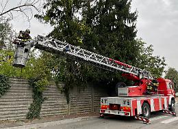 Piante pericolanti, intervento dei vigili del fuoco: ripristinata la sicurezza