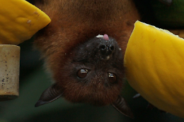 Virus Iskv da pipistrello: isolato per la prima volta in Italia