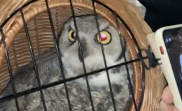 Gufo fuggito dal Petsfestival recuperato in via Piave