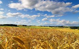 Grano: nuove tensioni sui prezzi e rischi di una crisi alimentare globale