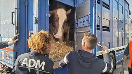 Malpensa: sdoganata mucca da 865 kg proveniente dalla Gran Bretagna. Sarà a CremonaFiere
