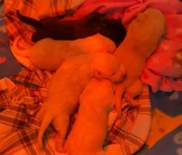 Otto cuccioli di cane abbandonati in una scatola: salvati dai volontari, appello per una balia