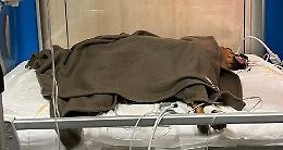  Cane grave per bocconi avvelenati, allarme dei veterinari dell'Animal Hospital