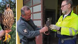 Falco di San Bassano, curato e tornato libero