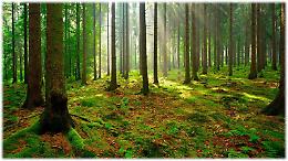 Giornata nazionale degli alberi: "Una risorsa fondamentale per il pianeta e l'umanità"
