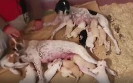 Cuccioli abbandonati appena nati, accolti e protetti da due 'mamme' speciali