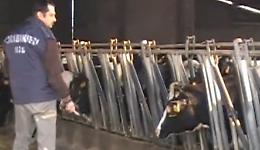 Vacche sgozzate, il maniaco potrebbe aver colpito nel Lodigiano