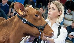Fiere Zootecniche Internazionali, la 77esima edizione al via