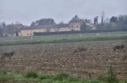 Tre lupi attraversano la strada
