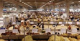 Fiere Zootecniche, Ferro (Ag ICE): “Positivi risultati dell’export dell’agroalimentare, zootecnia anello fondamentale”