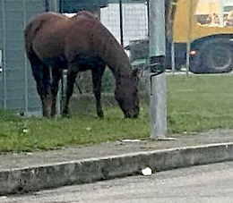 Cavalli solitari a spasso per le vie dei paesi
