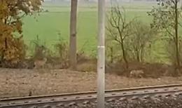 Due lupi avvistati nella zona industriale di Oriolo