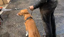 Aggredita dal cane lasciato libero, cade e si fa male