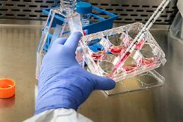 Covid, meno positivi e meno morti: ora il virus rallenta