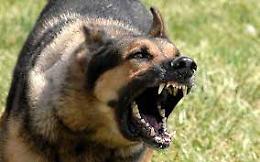 Pastore tedesco aggredisce e uccide un cane maltese: secondo caso nelle ultime settimane