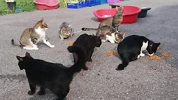 Rubato tutto il cibo dei gattini «trovatelli»