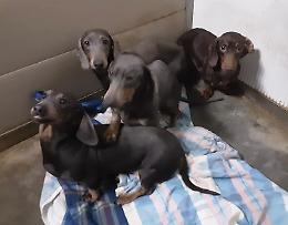 Sequestrati 98 cagnolini in condizioni critiche
