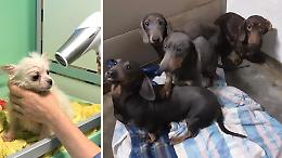 Cani sequestrati, il canile: «Sommersi da richieste di adozione»