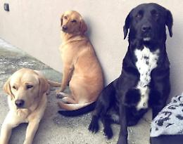 Tre labrador in fuga, appello dei proprietari