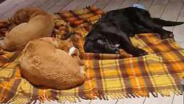 I labrador sono tornati a casa