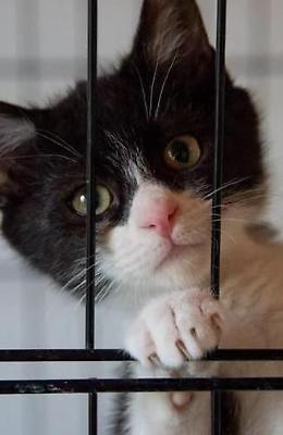 Niente data per il gattile