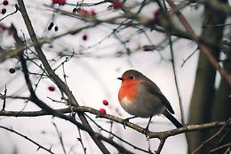 L'avifauna tra passato e presente