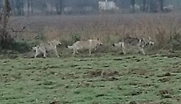 Gattino randagio sbranato da tre cani-lupo cecoslovacchi, cresce l'allerta