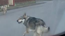 Cani-lupo liberi, il sindaco: «Non sono randagi, proprietari avvisati»