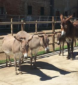 «Isla de Burro»: ecco il fieno per gli asini
