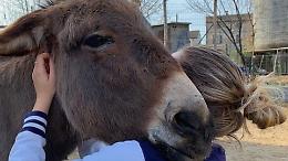 Isla del Burro: adotta un asinello, il grazie è un sorriso speciale
