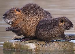 Agricoltori e cacciatori al summit anti-nutrie