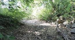 Parco Oglio Nord, undicimila alberi in arrivo: nasce il bosco delle api