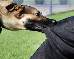 Aggrediti da un cane, due anziani di 71 e 77 anni in ospedale 