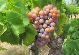 Il vino è nato 11mila anni fa, la sua origine è scritta nel Dna